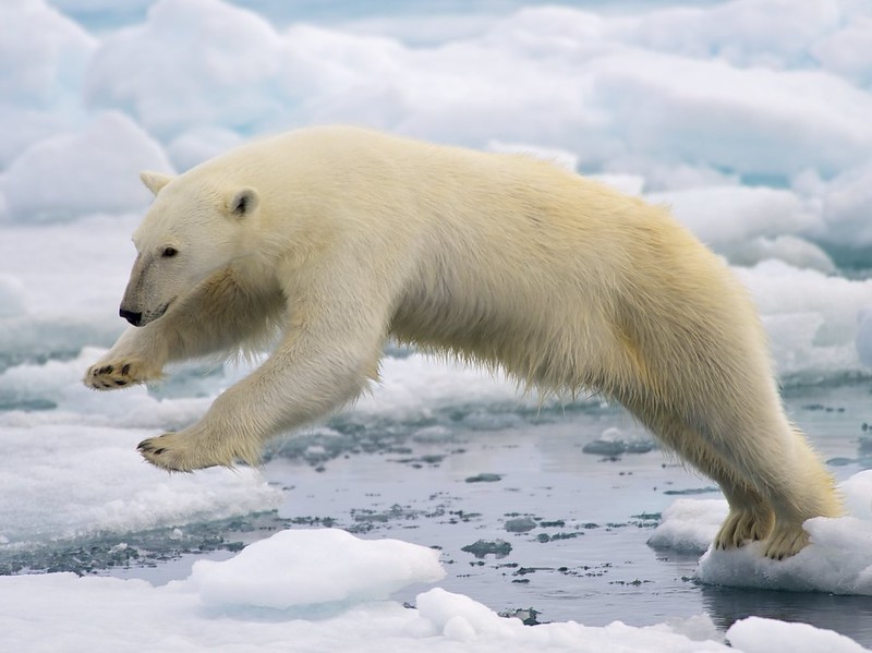 picture of polar bear climbing over melted ice